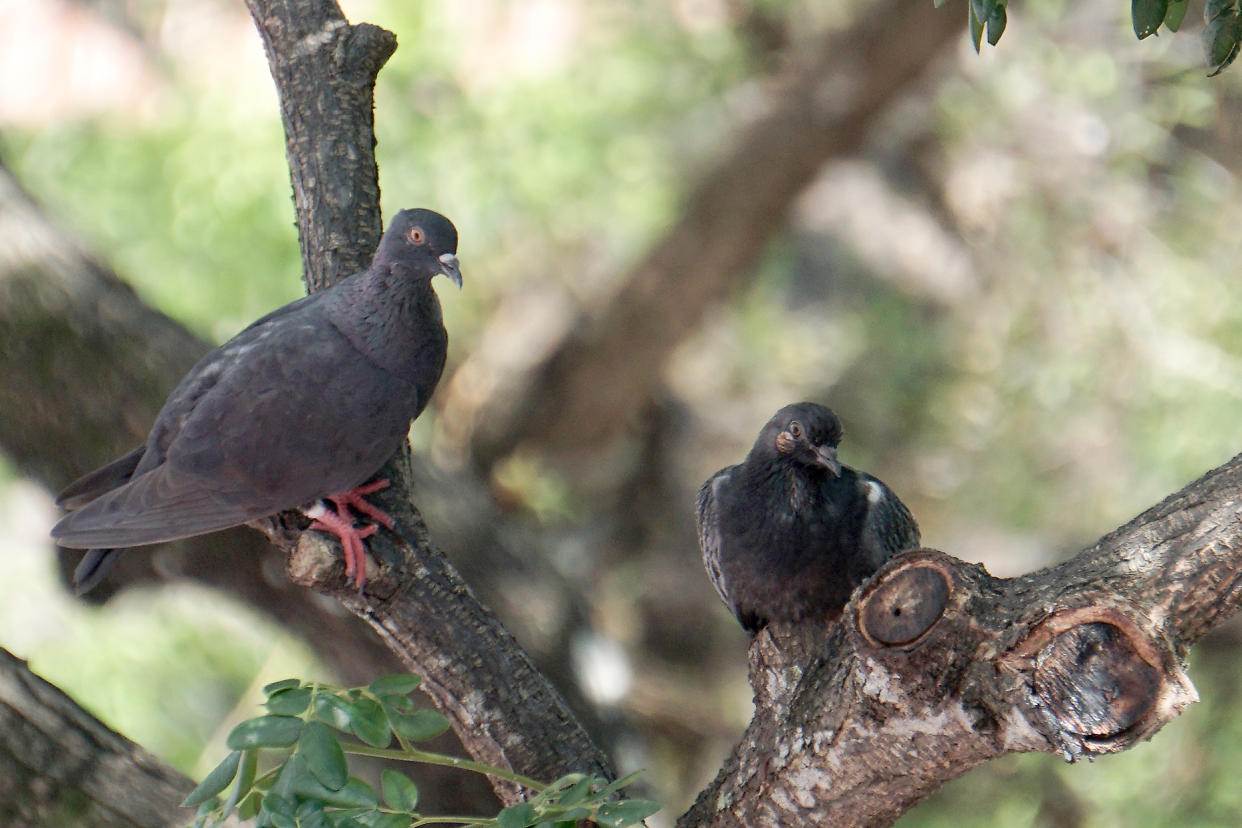 Pigeons in Singapore. (Yahoo News Singapore file photo)