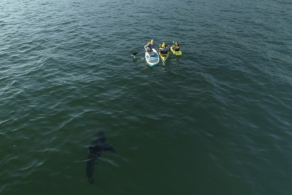 In this drone image provided by researchers with the Shark Lab at Cal State Long Beach, shows a white shark swimming close a group of kayakers along the Southern California coastline, Nov. 14, 2021. Researchers at CSULB Shark Lab, used drones to study juvenile white sharks and how close they swim to humans in the water. There were no reported shark bites in any of the 26 beaches surveyed between January 2019 and March 2021. (Carlos Gauna/CSULB Shark Lab via AP)