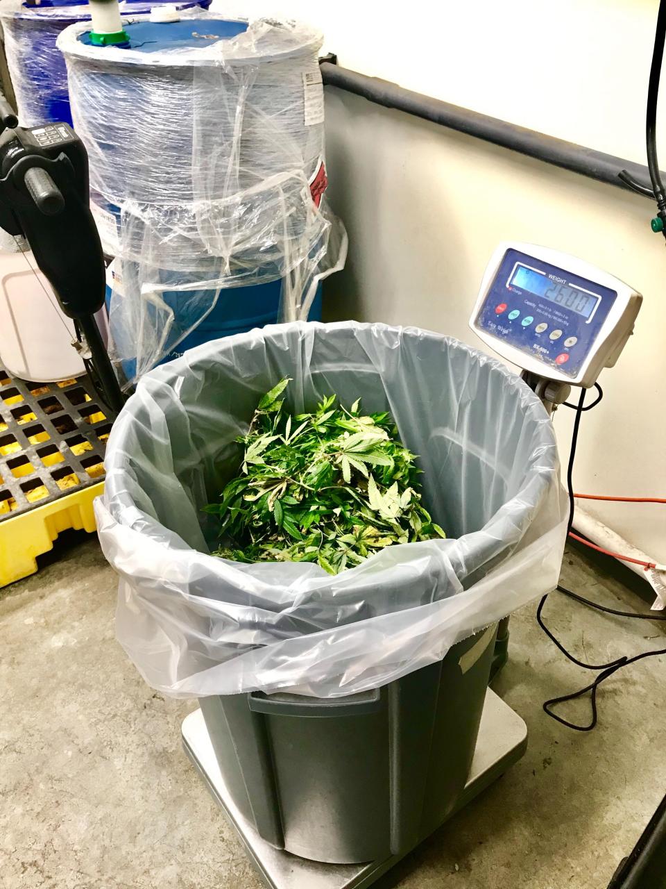 Discarded marijuana stems and leaves are weighed and tracked at Cresco Labs in Joliet, Illinois on May 22, 2019. Image credit: Alexis Keenan/Yahoo Finance