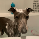 <p>Pacho is looking very pleased with bath day. </p><p>"Always use a shampoo made specifically for dogs and never human shampoo because natural ph. levels are different and can cause skin problems as a result if the wrong product is used," adds Matt. </p>