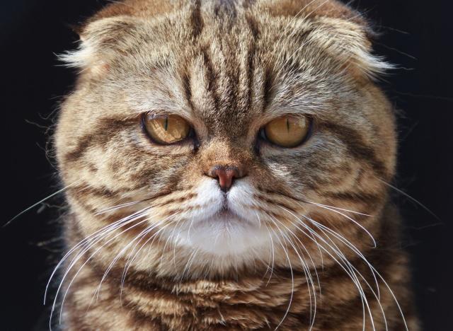 Most Dedicated Cat Breeds: Here are 10 of the most loyal breeds of cute cats  - including the gorgeous Exotic Shorthair