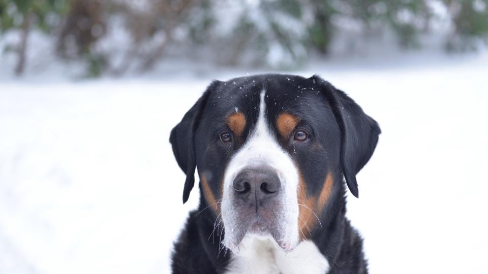 close up of a greater Swiss mountain dog in the snow