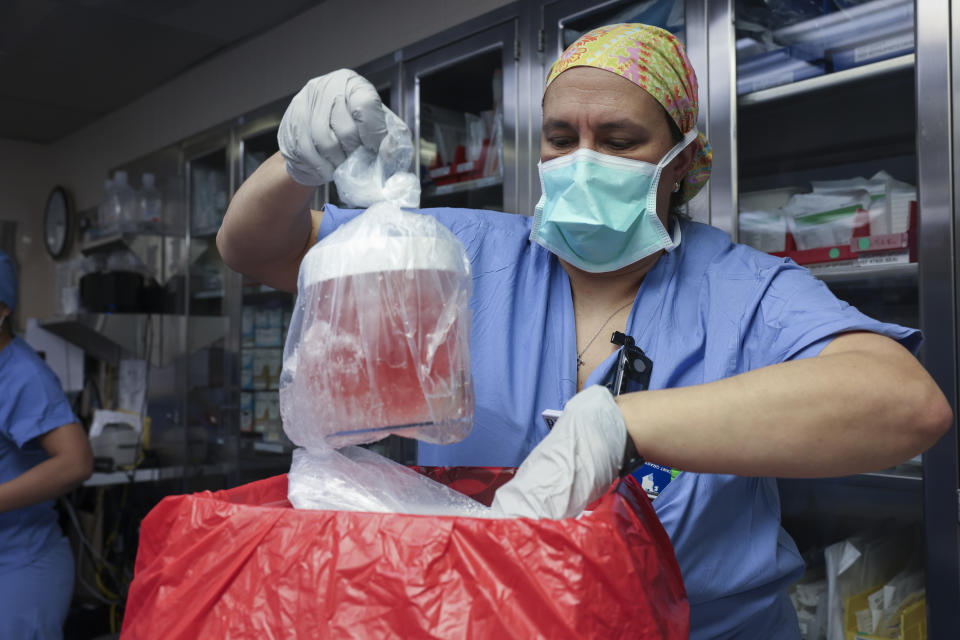 Melissa Mattola-Kiatos,, RN, Nursing Practice Specialist, removes the pig kidney from its box to prepare for transplantationat Massachusetts General Hospital, Saturday, March 16, 2024, in Boston, Mass. (Massachusetts General Hospital via AP)