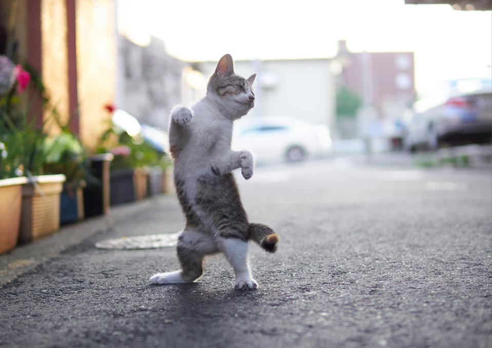 Kung-Fu-Katzen