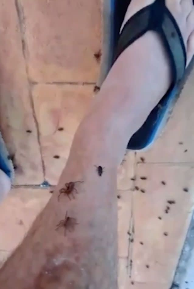 The man keeps his legs still while spiders and beetles crawl up them. Source: Twitter/thetruckNurse