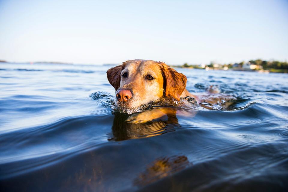 A dog swimming.