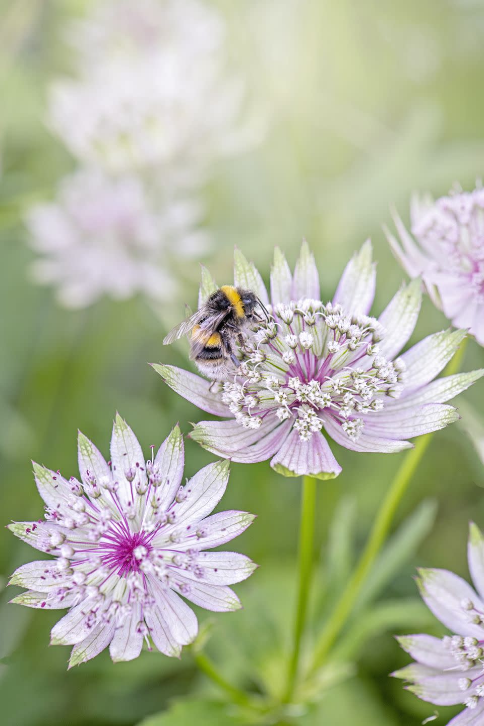 beautiful, pink summer flowering astrantia flowers also known as masterwort with a bee collecting pollen