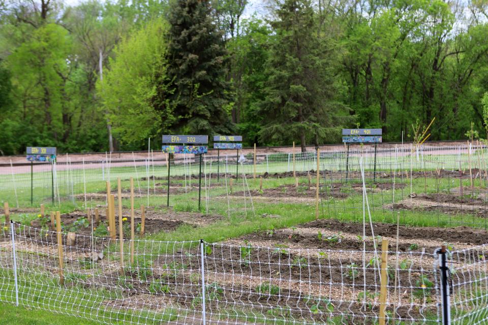 The student garden plots at IronFox Farm on Monday, May 23, already show vegetables sprouting. IronFox started a program in March for elementary schoolers at Eugene Field A+ Elementary to teach them about growing plants.