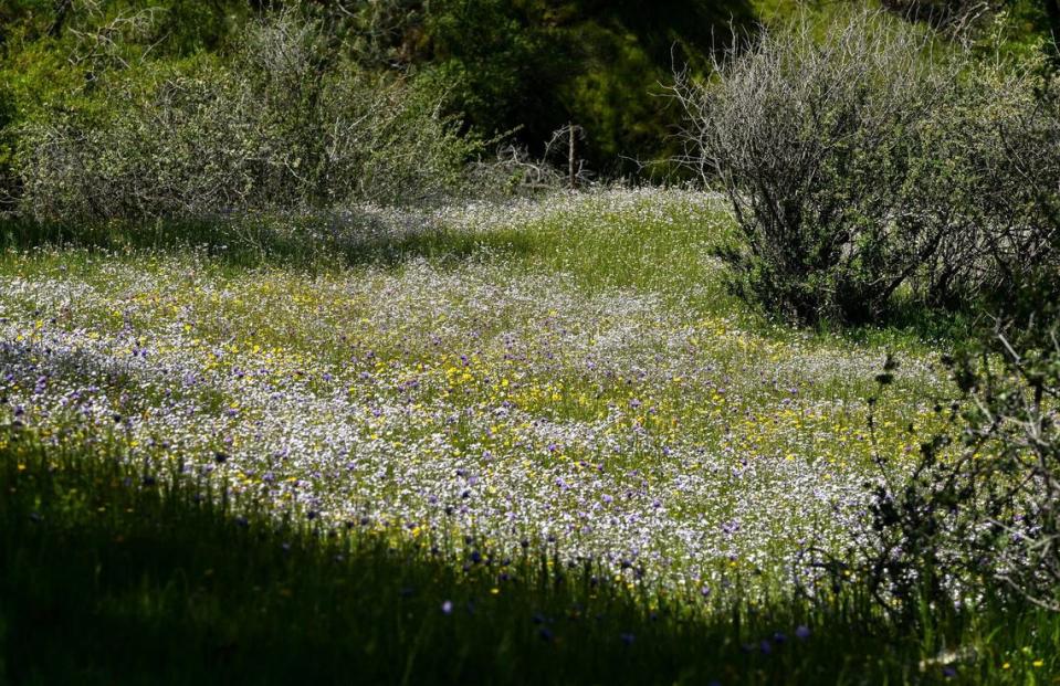 Wildflowers cover a sunny spot along the San Joaquin River Trail on Wednesday, April 12, 2023.