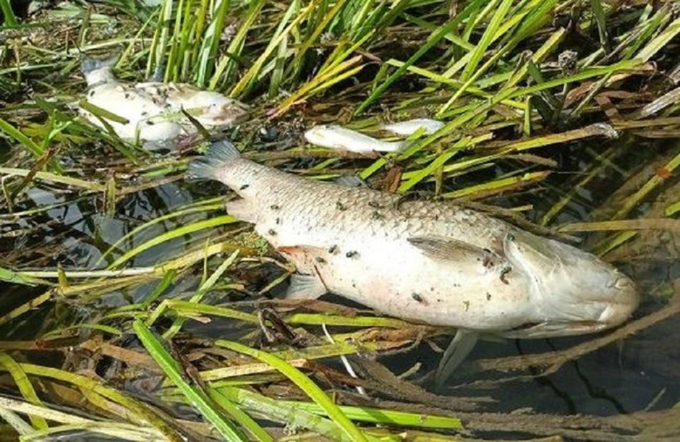 Dead chub floating on the polluted waters of the once thriving River Ray in Wiltshire  (PA )
