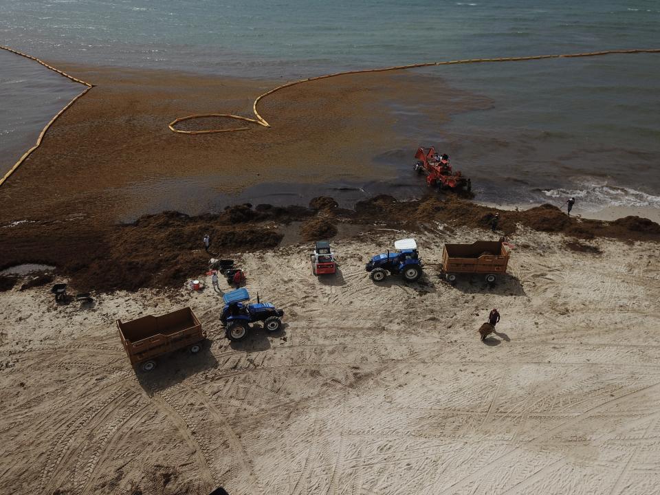 SOLIDARIDAD, QUINTANA ROO, 12JULIO2019.- Toneladas de sargazo son retiradas diariamente en Playa del Carmen, uno de los destinos turísticos que más afectados se han visto con este fenómeno natural. Trabajadores realizan la labor desde las seis de la mañana y hasta por doce horas. Retiran el alga con azadones y no se utiliza maquinaria pesada para erosionar lo menos posible la playa. FOTO: ISAAC ESQUIVEL /CUARTOSCURO.CON