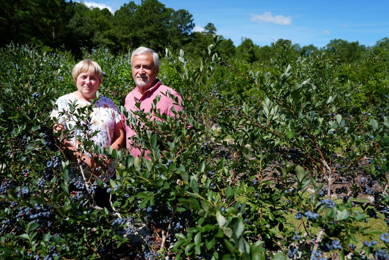 Cathy and Ed Kvartek, owners of Herb n' Berries U-Pick Blueberry Farm, pose for a portrait at the farm in Aiken, S.C., on Wednesday, July 10, 2024.