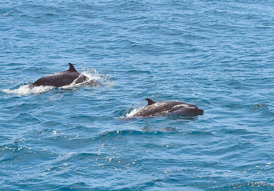 台東唯一賞鯨船「晉領號」近日首航出海，幸運看到海豚成群躍出海面迎賓。（蔡旻妤攝）