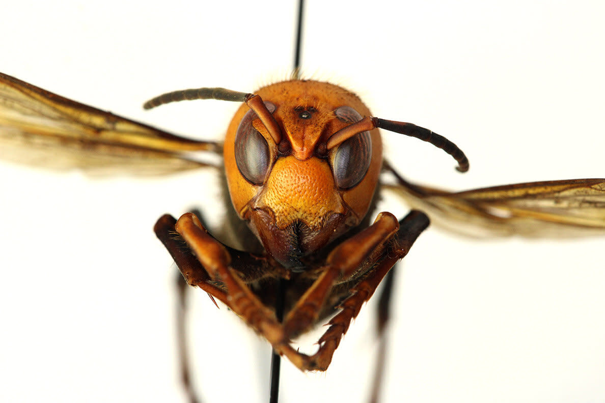 The Asian giant hornet, which has earned the nickname "murder hornet" from some researchers, has a powerful, painful sting and is known for wiping out honey bee hives. (Photo: Washington State Department of Agriculture)