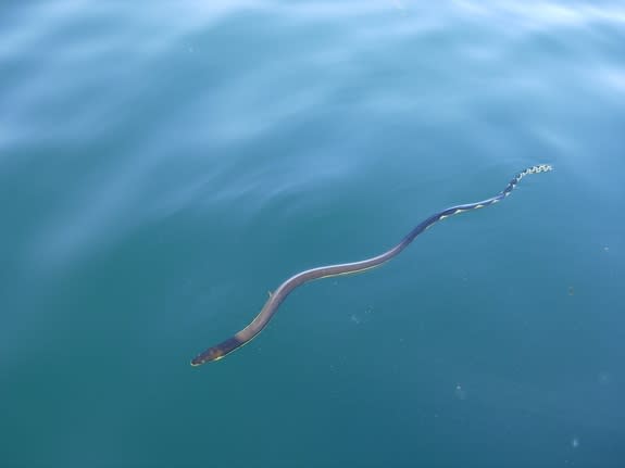 <i>H. platurus</i>, or the yellow-bellied sea snake, drifts along ocean currents and can live far out to sea.