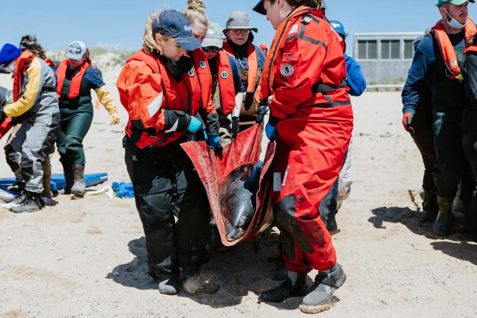 Rescuers from The International Fund for Animal Welfare (IFAW) carry one of the seven stranded dolphins back to safety on Wednesday, May 18.