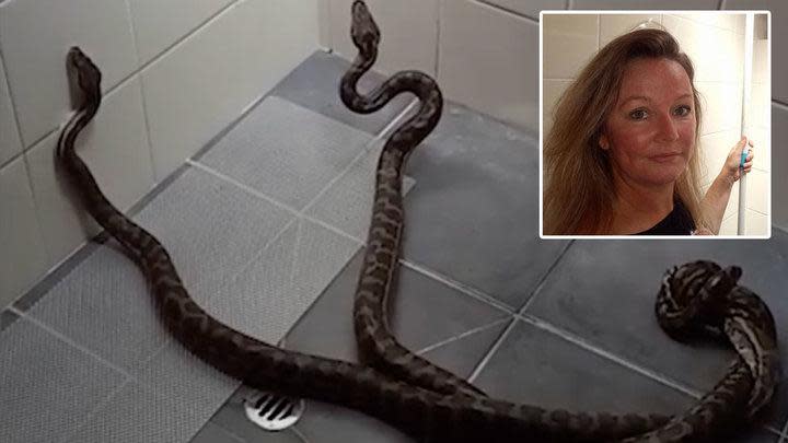 Terrifying moment two pythons crash through skylight and battle each other  in woman's shower