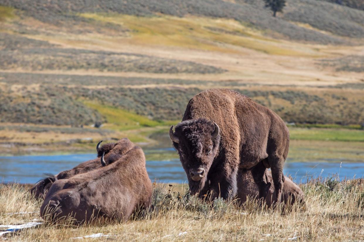 Bison in Yellowstone National Park