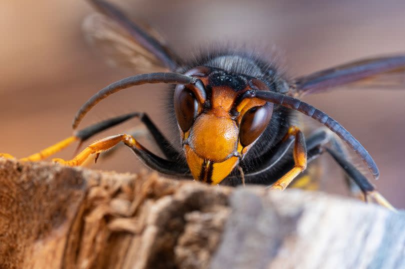 Asian Hornet