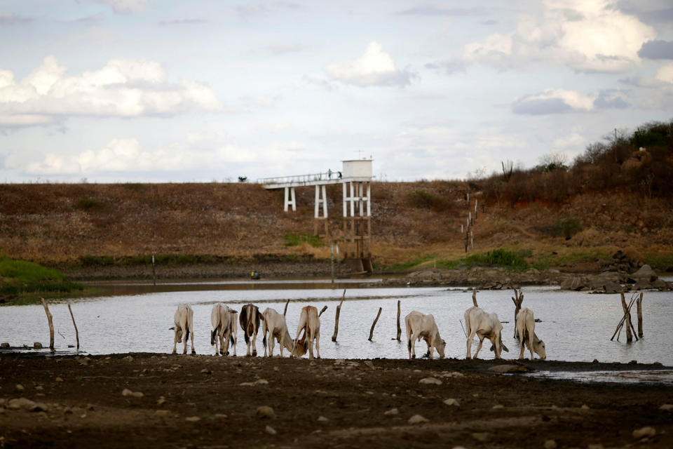 <p>Cattle drink water from the Pocoes reservoir in Pocoes municipality, Monteiro, Paraiba state, Brazil, Feb. 12, 2017. (Photo: Ueslei Marcelino/Reuters) </p>