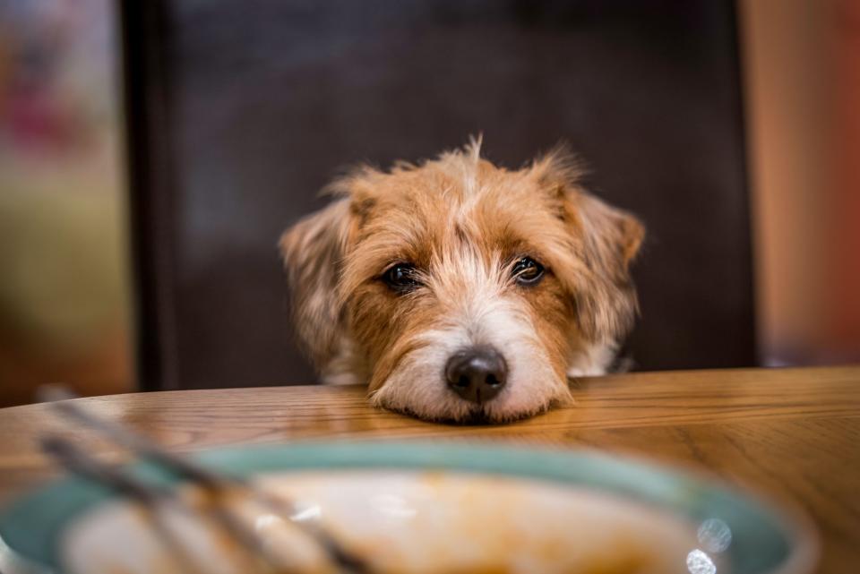 Parson Russell Terrier