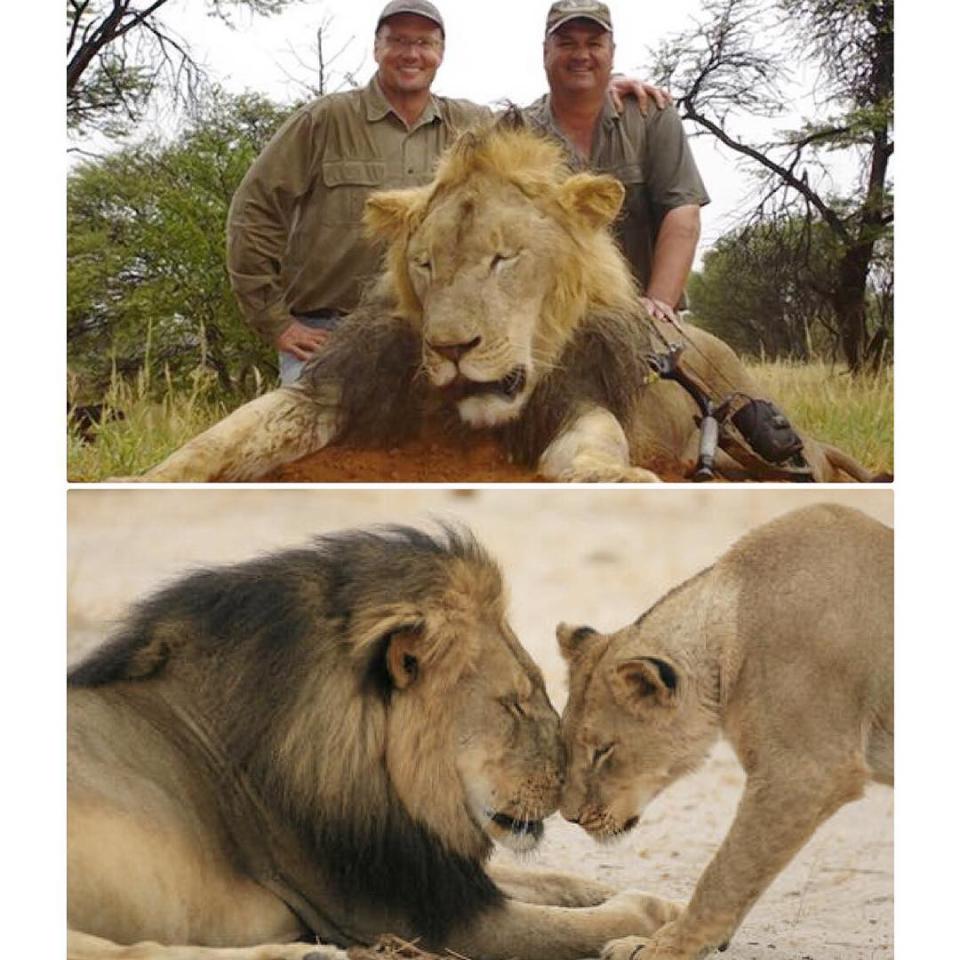 Jimmy Kimmel couldn't hold back his emotions when addressing news of the lion that was slain for sport by an American dentist during a hunting trip in Zimbabwe. The late-night host slammed Dr. Walter J. Palmer for killing 12-year-old Cecil the Lion, a favorite at Hwange National Park and a tourist draw that was also being tracked for scientific research by Oxford University. Kimmel admitted that when he first heard of the story, he was "so relieved" to hear that the animal was hunted and killed by a Spaniard. "I was like, 'This is terrible but thank God this isn't one of us,'" he quipped. <strong>WATCH: Secrets of <em>The Lion King</em> Revealed -- What You Didn't Know About the Disney Classic</strong> Unfortunately, that was not the case. "Turns out, it was an American," Kimmel said. "It was one of us. It was a dentist from Minnesota who paid $50,000 to shoot the lion." The host did read a statement from Dr. Palmer, who said he thought this was a legal hunt and had no idea the animal was being tracked. "I deeply regret that my pursuit of an activity I love and practice responsibly and legally resulted in the taking of this lion," Palmer said. He has reportedly closed his dentist office since the story became national news. After reading the doctor's defense, Kimmel really laid into him. "Why are you shooting a lion in the first place?" he said. "I'm honestly curious about why a human being would be compelled to do that. How is that fun?" <strong>NEWS: See the Heartwarming Moment a Lion Recognizes the Man Who Rescued Her</strong> Clearly upset about the death of Cecil, Kimmel continued, "Is it that difficult for you to get an erection that you need to kill things? If that's the case, they have a pill for that. It works great." Kimmel then compared the doctor to the controversy surrounding Bill Cosby. "Just stay home and swallow it and you save yourself a lifetime of being the most hated man in America who never advertised Jell-O pudding on television," he joked. The 47-year-old comedian then encouraged his viewers to support the Wildlife Conservation Research Unit, the organization that was responsible for tracking Cecil as well as other animals. <strong> WATCH: Aww! Johnny Depp Bottle-Feeds a Baby Bat as Captain Jack Sparrow! </strong> Kimmel isn't the only star up in arms over the killing of the beloved lion. "Trophy Hunting, poaching, dog torture festivals...it seems like a losing battle," comedian Ricky Gervais tweeted. "But let's fight it any way." Trophy Hunting, poaching, dog torture festivals...it seems like a losing battle. But let's fight it any way. pic.twitter.com/6WdOrPQnz4— Ricky Gervais (@rickygervais) July 29, 2015 Supermodel Cara Delevingne slammed the man responsible for killing Cecil, writing: "This #WalterPalmer is a poor excuse of a human being!" This #WalterPalmer is a poor excuse of a human being!— Cara Delevingne (@Caradelevingne) July 28, 2015 Sharon Osbourne shared this sentiment (Delevingne even retweeted her), proclaiming: "#WalterPalmer is Satan. I don't know how anyone could go to this man for dental services after this. He is a killer. Beware!" #WalterPalmer is Satan. I don't know how anyone could go to this man for dental services after this. He is a killer. Beware!— Sharon Osbourne (@MrsSOsbourne) July 28, 2015 "How dare you #walterpalmer!!!!" Victoria's Secret model Candice Swanepoel Instagrammed. "As a South African and as a human being I can't express how deeply saddened I am by this." Behati Prinsloo was also upset over this story. "I can't even put into words how this is making me feel, Dr. Walter J Palmer from Minnesota stay out of Africa!!!!" the supermodel wrote. "Seriously breaks my heart." Melanie Griffith has yet to react to Cecil's death, but she did have a pet lion of growing up. Check out the adorable photos of the actress and the exotic animal. 