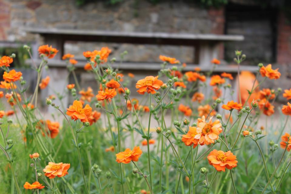 <p>Geums will flower for months without deadheading </p> (Alex Mitchell )