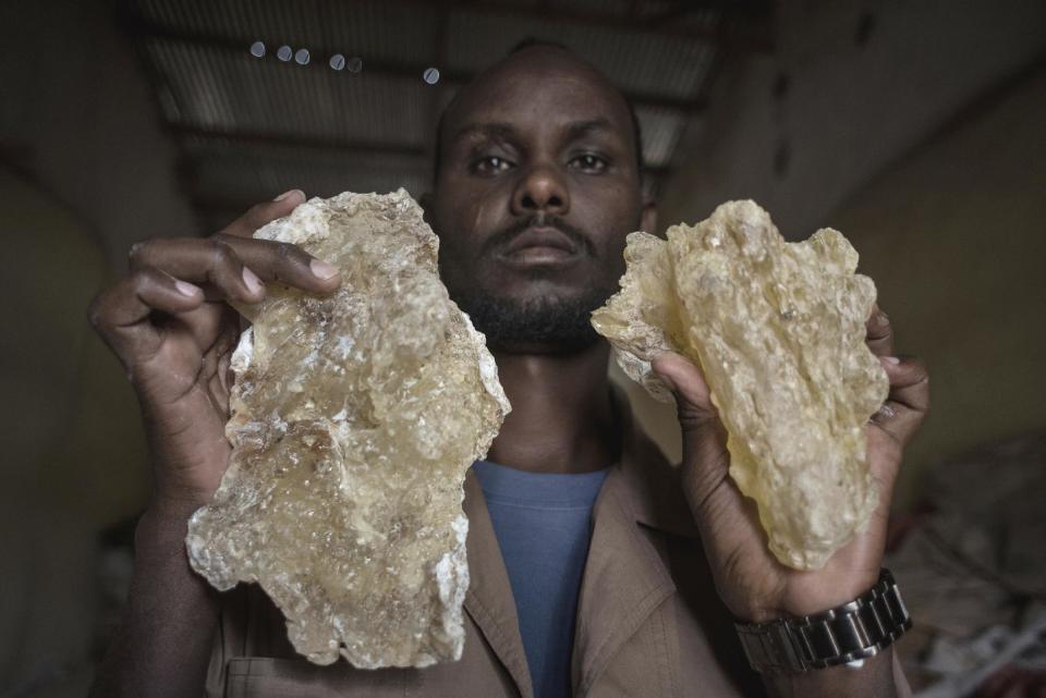 In this Saturday Aug. 6, 2016, photo, a man holds up two large tears of maydi, the large, most expensive chunks of frankincense resin, in Burao, Somaliland, a breakaway region of Somalia. These last wild frankincense forests on Earth are under threat as prices have shot up in recent years with the global appetite for essential oils, and overharvesting has led to the trees dying off faster than they can replenish, putting the ancient resin trade at risk.(AP Photo/Jason Patinkin)