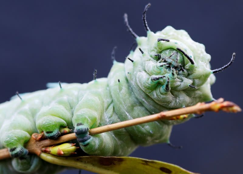 FILE PHOTO: The caterpillar of an Atlas moth (Attacus atlas), considered to be among the largest in the world, is pictured in the botanical gardens in Bern