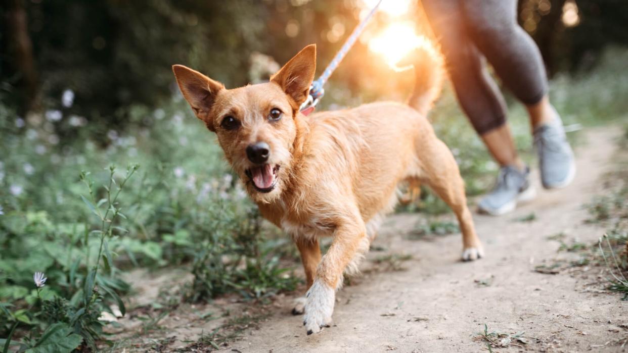 A middle aged women enjoys a morning run on a beautiful sunny day with her pet, the dogs appreciating the time outside.