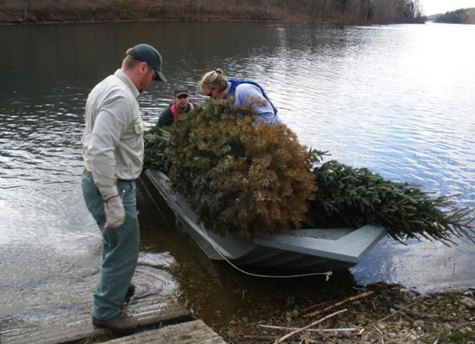 7 Reasons Not to Chuck Your Tree After X-Mas