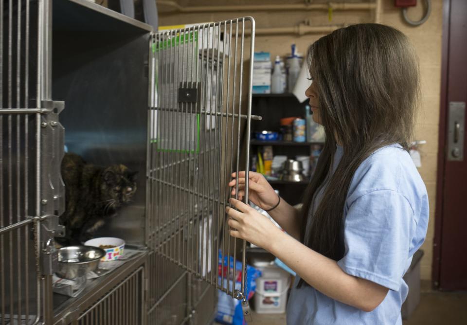 Volunteer Alex Skidmore feeds cats at the Maricopa County Animal Care and Control shelter in Mesa on Dec. 5, 2016. A new shelter opened on May 2, 2024, featuring larger kennels, better lighting and more play areas.