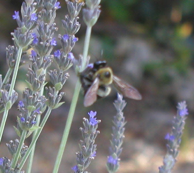 Now's the time to plant lavender in your garden.