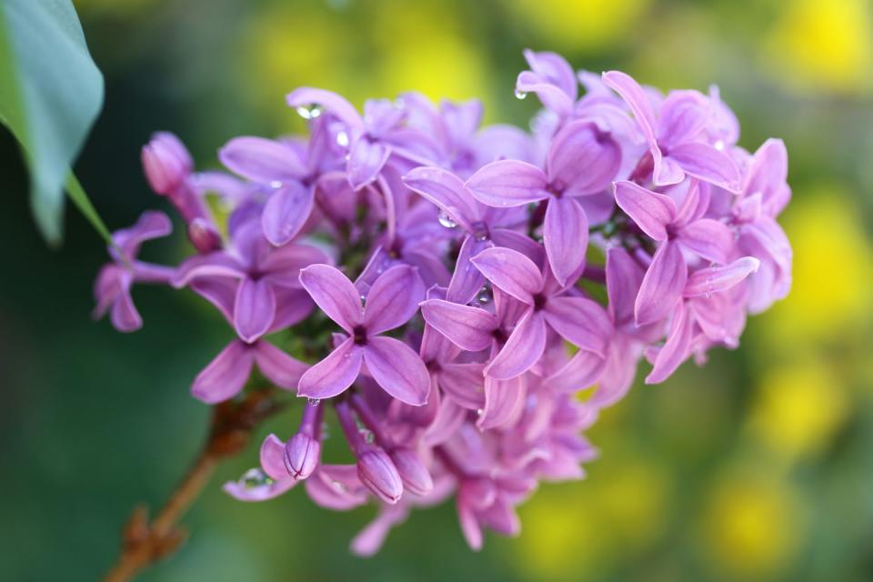 <p>There are over 1,000 varieties of lilac, but pretty purple is the only one <a href="https://statesymbolsusa.org/symbol-official-item/new-hampshire/state-flower/purple-lilac" rel="nofollow noopener" target="_blank" data-ylk="slk:New Hampshirites;elm:context_link;itc:0;sec:content-canvas" class="link ">New Hampshirites</a> found gorgeous enough to represent the state.</p>