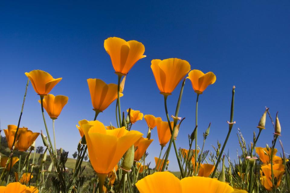 summer flowers yellow california poppies growing outdoors with the blue sky