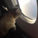 <p>Auch Katzen dürfen mitmachen. Sie haben ihren eigenen Hashtag: #CatsOnPlanes. (Bild: Instagram/Sole_______) </p>