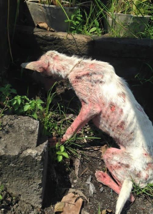 Solía comer restos de basura y su piel presentaba un severo problema de sarna.