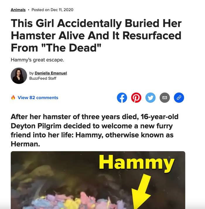 *Turns out Hammy was hibernating the whole time! You can read the wild story here.