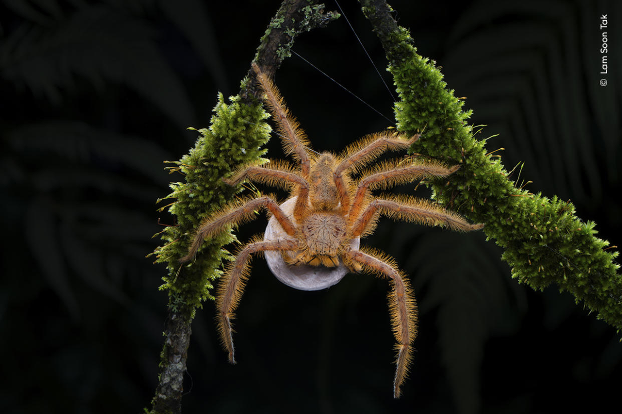 Lam Soon Tak spots a vibrantly coloured David Bowie spider carrying an egg sac.