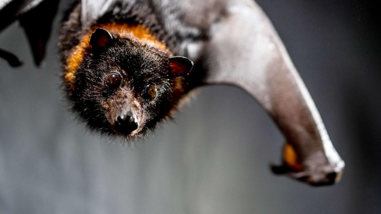 PHOTO: Mariana fruit bat (STOCK PHOTO/Getty Images)