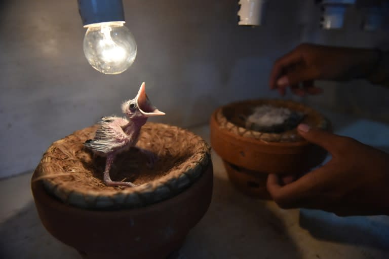 A hatchling inside an incubator at a vast aviary in Bogor, south of Jakarta on January 6, 2016