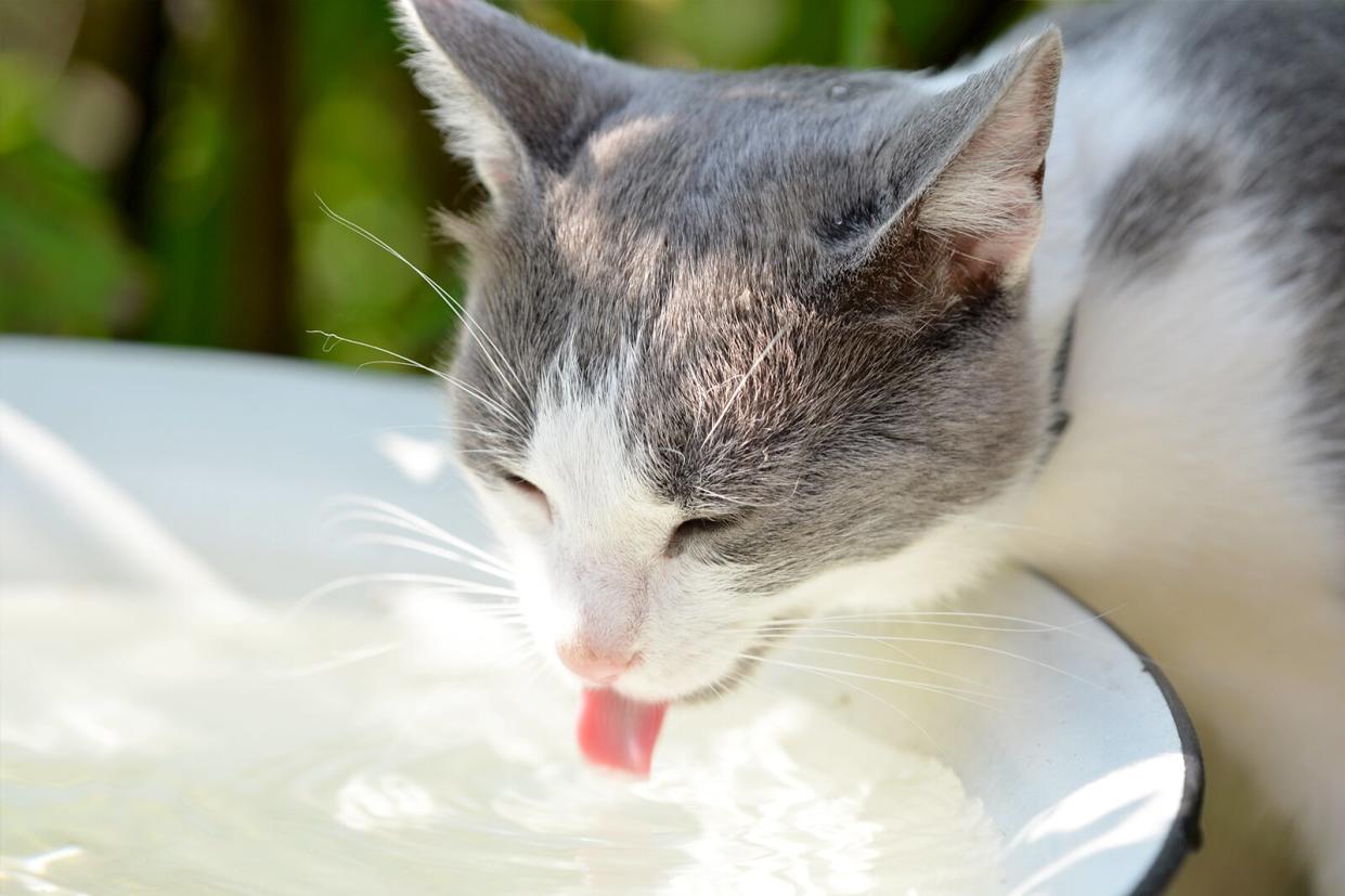 cat drinking water