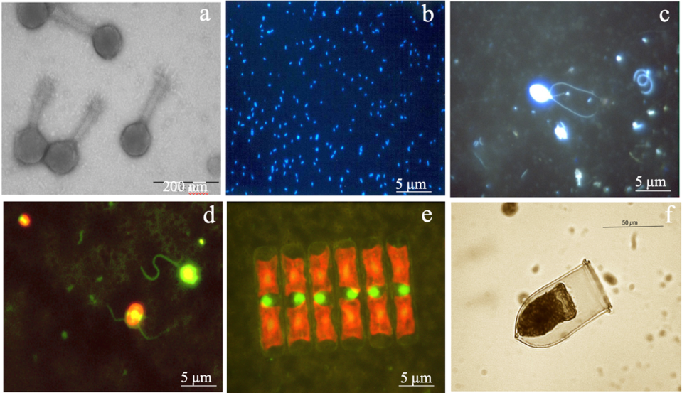 Six panels depicting different microorganisms.