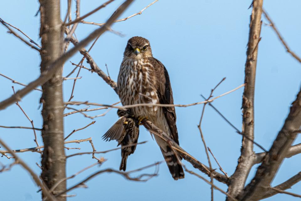 A merlin, aka pigeon hawk, poses with its prey — a red-winged blackbird. [Photo provided by Andrew Lydeard]