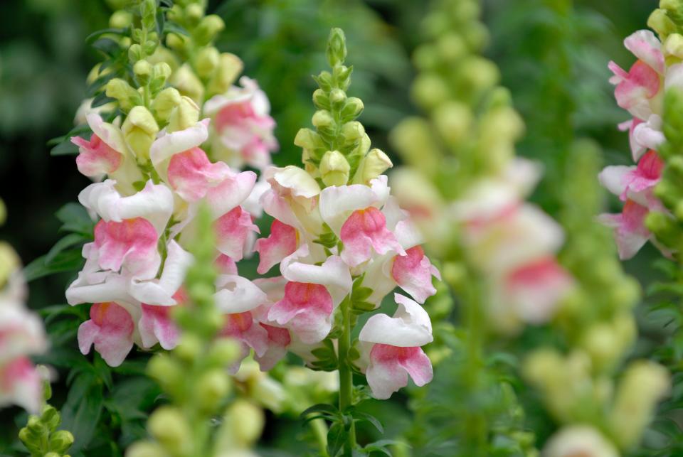 30 Gorgeous Summer Flowers to Add to Your Home Garden