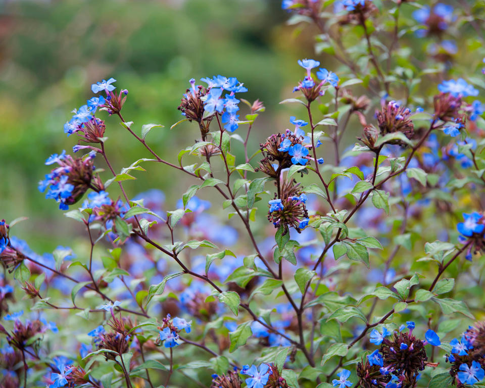 Ceratostigma willmottianum