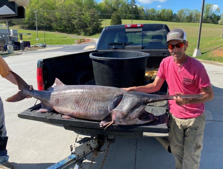 Henry Dyer of Kingston caught this state record paddlefish Tuesday in Cherokee Lake.