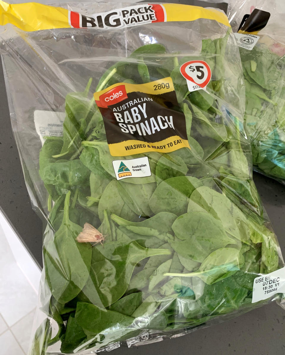 Courtney Holmes got the shock of her life after discovering a live moth buzzing around inside her sealed bag of Coles spinach. Source: Courtney Holmes/Caters News