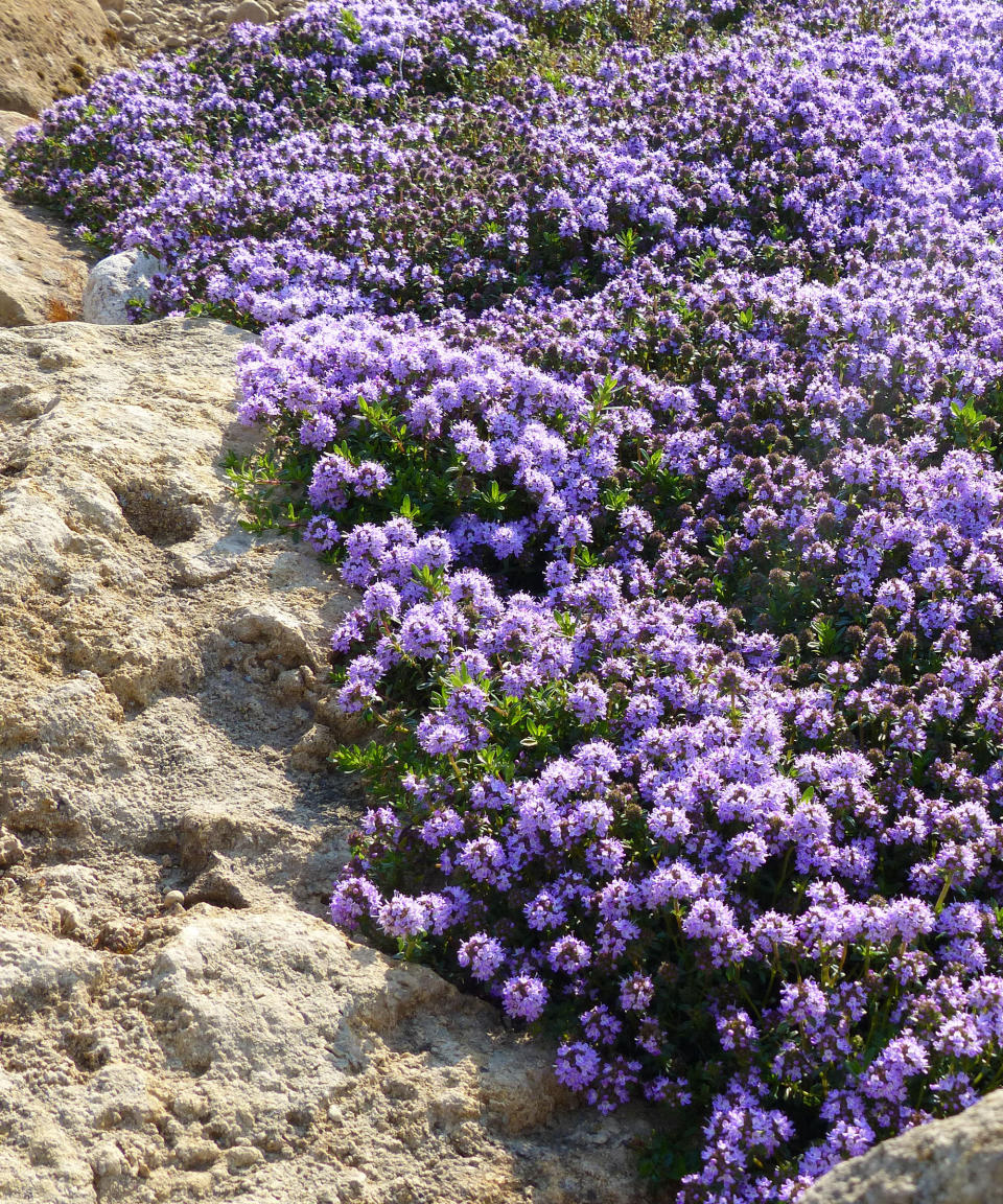 purple creeping thyme growing over rocks