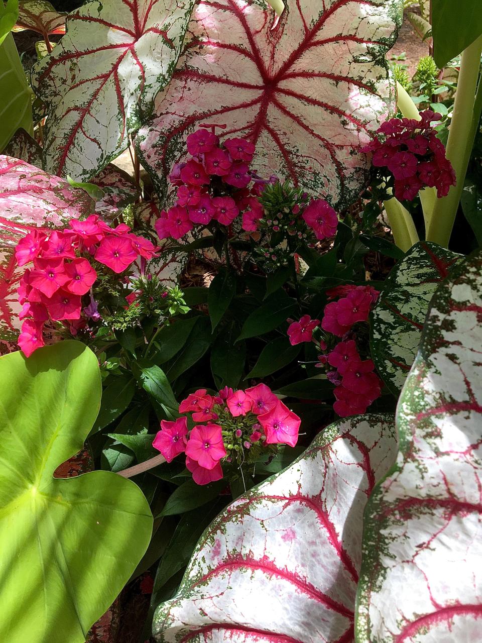 Luminary Sunset Coral tall garden phlox pictured here with Heart to Hear Bottle Rocket caladium and Royal Hawaiian Maui Gold elephant ear will make its debut in 2023.